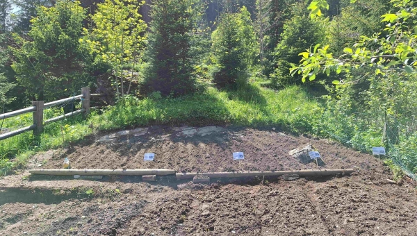 L'association Alpes Vivantes lance pour la deuxième année un potager alpin à Pont-De-Nant